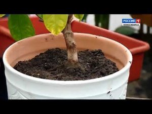 20171118 Пересадка комнатных растений. Шубина Людмила Николаевна Сад Шубиной