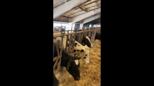 Постановка магнитной ловушки корове на ферме .