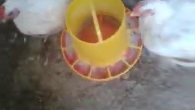 содержание бройлеров на вольном выпасе. бройлер кобб 500 смотреть онлайн