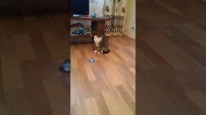 Радиоуправляемая муха Cute Sunlight Beetle Fluorescent