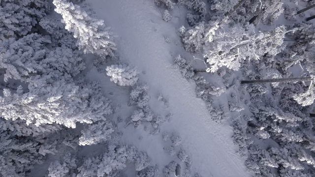 Снежный лес HD Snowy forest HD Видео HD Video HD