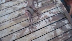 С трудом вырвался из щупалец осьминога! 18+