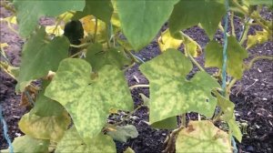 САД И ОГОРОД РУССКОГО В АВСТРАЛИИ. ПОДРОБНЕЕ. 1 Australia-1302