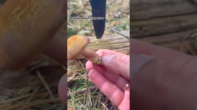 Рядовка жёлто-красная? Tricholomopsis rutilans Рядовка краснеющая Песочник красный mushroom. Грибы