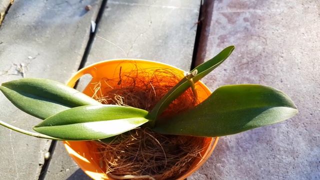 Орхидеи на даче: цветущий фаленопсис, недавняя реанимашка смотреть онлайн