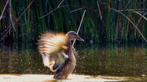 Mit der NIKON COOLPIX P 1000  unterwegs