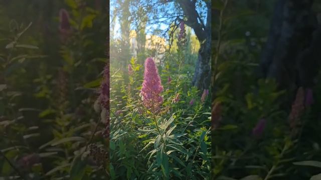 Dramatic Rose Spirea || Evening Sun Lights On A Finnish Summer #luonto #nature #finland