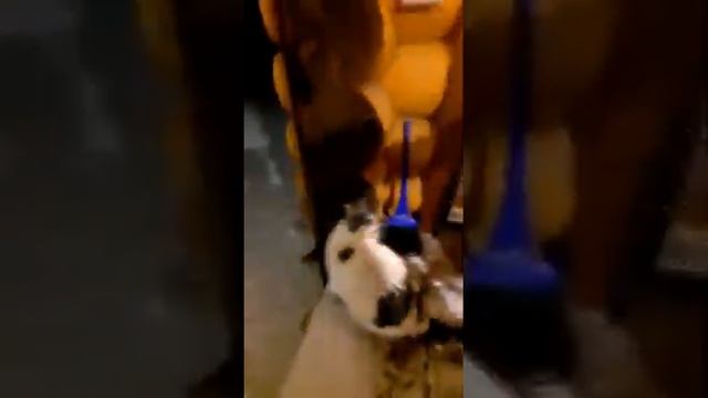 Кот в бане! смотреть онлайн