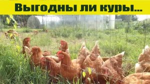 КУРЫ НЕСУШКИ в хозяйстве - выгоды немного, но всегда востребовано, просто и вкусно!