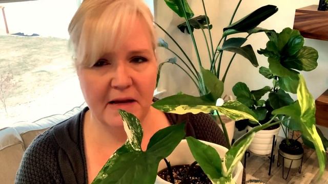 Syngonium Albo Variegated || Syngonium Podophyllum || Butterfly Syngonium Plant Care Tips