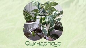 Комнатные растения. Сциндапсус. Привожу цветы в порядок.