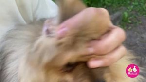 Как часто нужно чистить уши собакам. Как чистить уши кошкам