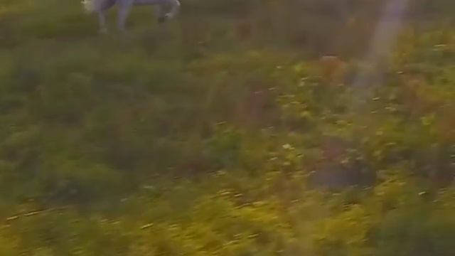 Soha - Mil Pasos смотреть онлайн