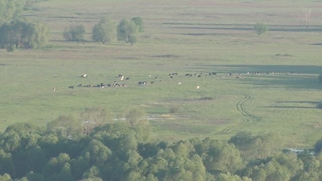 Утро Новородионовка Птичий полет Стадо Коровы Козы Деревенская жизнь и свежий воздух Релакс Футажи