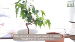 УСТАНОВКА ФИТИЛЬНОГО ПОЛИВА, чтоб реже поливать/ Пересадка моего  оригинальногой фикуса-бонсай