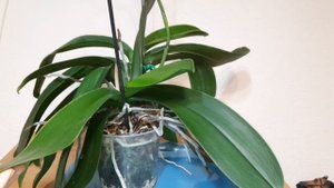 Отличительная черты/СУПЕР орхидея Сого Юкидан/Sogo Jukidian. Шикарное цветение. Лиодоро, дикий кот