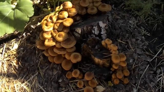 Выращивание опят на даче на березовых пнях. смотреть онлайн