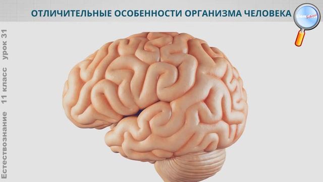 Естествознание 11 класс (Урок№31 - Человек как уникальная живая система.)