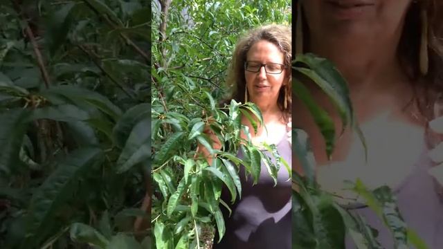 Medicinal Minute: Peach (Prunus/Amygdalus persica) смотреть онлайн