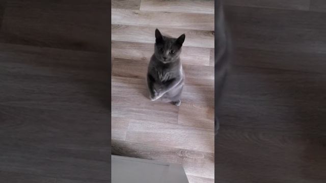 Cat Кошки Котята Коты #Shorts 1313.mp4