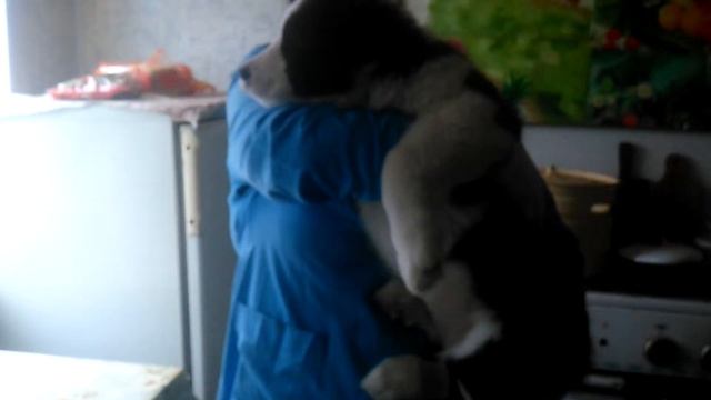 Вакцинация щенкам 62 дня первая прививка нобивак смотреть онлайн