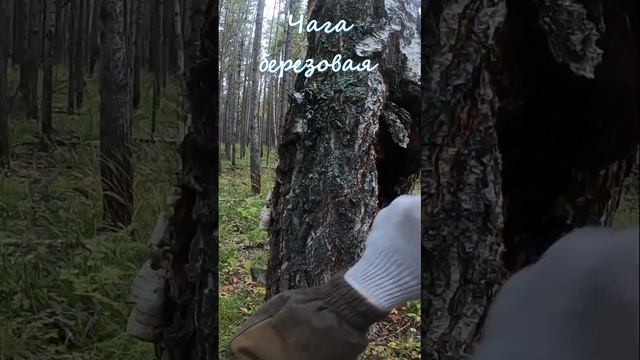 Тайга лечит, заготовка березовой чаги. смотреть онлайн