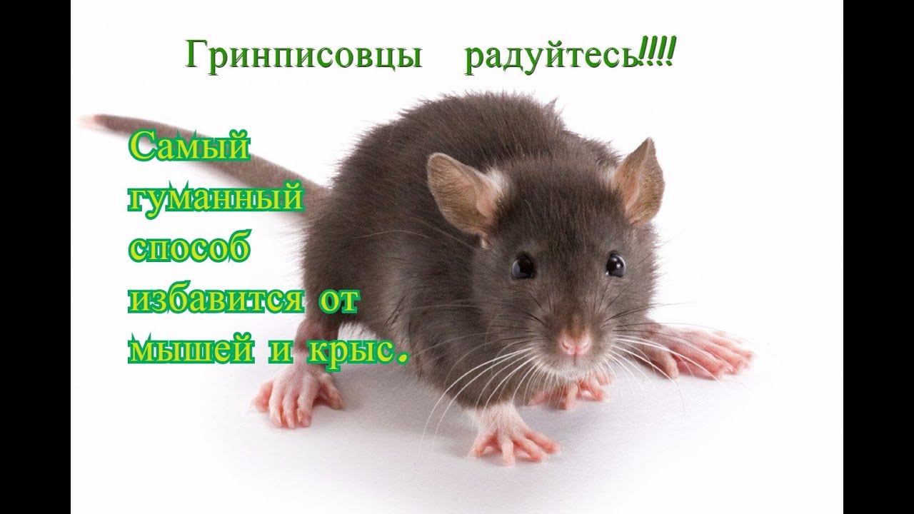 Гринписовцы радуйтесь.Самый гуманный способ избавится от мышей и крыс.