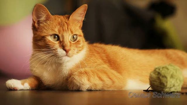 "Последний хозяин" -рассказ смотреть онлайн