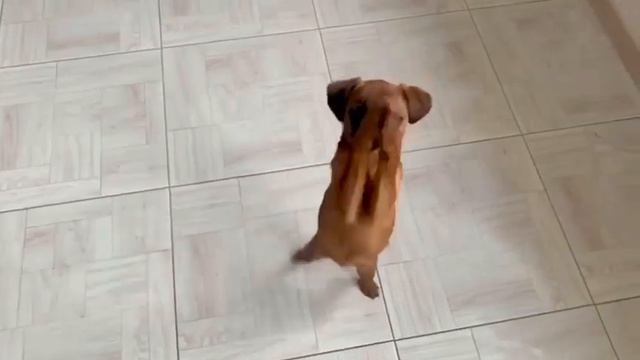 Девочка пти-брабансон смотреть онлайн