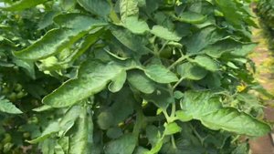 Нада F1 лучший гибрид красного томата