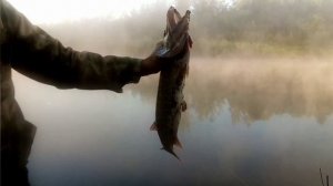 Утащила спиннинг у Маши из подноса. Алтайский край река Чумыш.