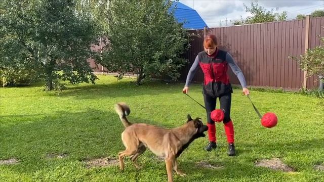 "Как приручить Дракона"-дрессировка рабочей и спортивной собаки