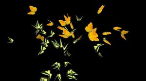 ФУТАЖ  БАБОЧКИ  ФОН ДЛЯ ВИДЕОМОНТАЖА