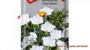 Мирабилис обыкновенный Белый леденец ? обзор: как сажать, семена мирабилис Белый леденец