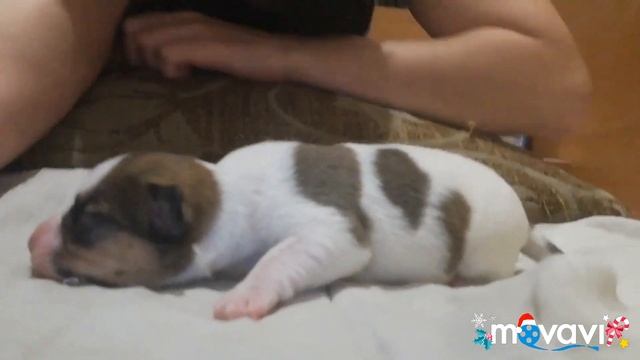 Щенки Джек Рассел терьер, с рождения.Купировали хвостики смотреть онлайн