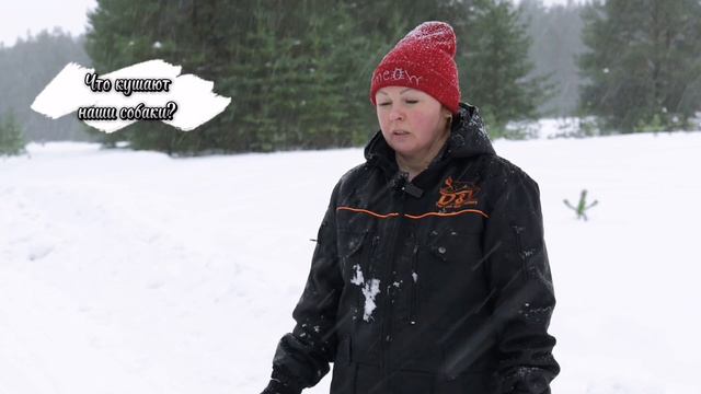 Собаки не мёрзнут - 40... и чем питаются наши собаки? Питомник "Богатыри Вели" смотреть онлайн