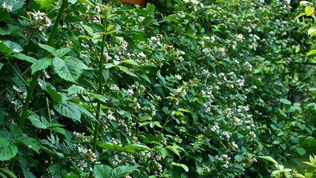 УХОД за ЕЖЕВИКОЙ / ЛЕТО смотреть онлайн