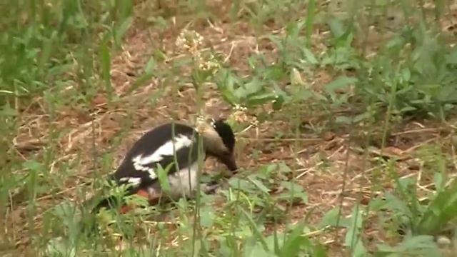 Лесная птица на лугу. Пёстрый дятел. смотреть онлайн