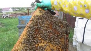 разведение пчелосемей. Деление на пол лета часть