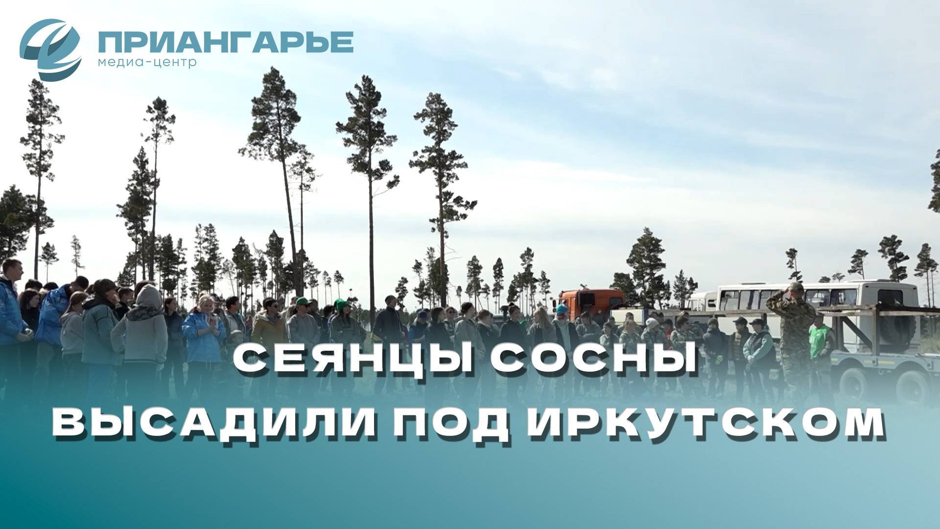 Сеянцы сосны высадили под Иркутском