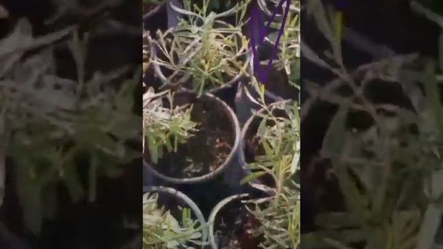 Саженцы лаванды узколистной  сорт Edelweiss ?? | Лаванда белая ?