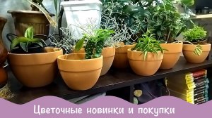 Новые растения, полки, горшки, семена.
