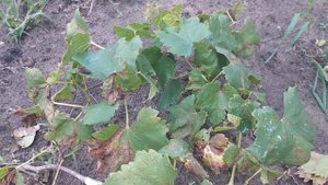 Виноград. Как сохранить саженцы с открытой корневой системой если они пришли в начале марта.