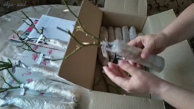 Питомник "Леди роза" Распаковка посылки смотреть онлайн