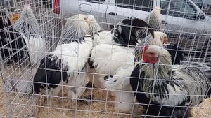 Сельскохозяйственная ярмарка г .Орёл 5 ноября 2022г.