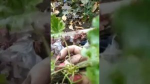 как правильно посадить гейхеру. пересадка в ноябре.