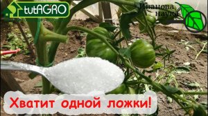 ВСЕГО 1 ЛОЖКА И ТОМАТЫ и ОГУРЦЫ ЗАВАЛЯТ ВКУСНЫМ УРОЖАЕМ! ЗАБУДЬТЕ О КИСЛЫХ и ВОДЯНИСТЫХ ПЛОДАХ!