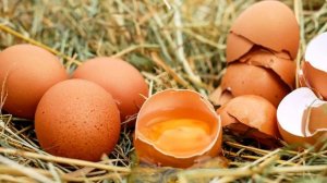 Как закладывать яйца в инкубатор в домашних условиях