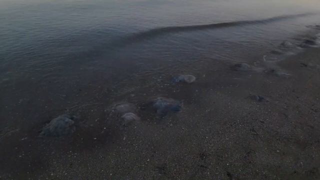 Тест удилищ для ловли пеленгаса. Часть 2. Trabucco. смотреть онлайн