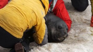 спасение детёнышей морских слонов